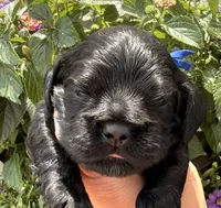 Carter , a male Cocker Spaniel for sale in Bay City, WI – 3 of 10