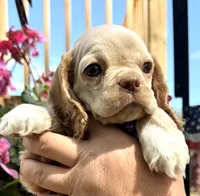 Peaches , a female Cocker Spaniel for sale in Bay City, WI – 7 of 9