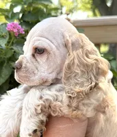 Lightning , a male Cocker Spaniel for sale in Bay City, WI – 6 of 9