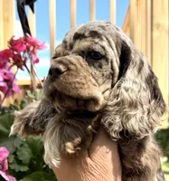 Petey, a male Cocker Spaniel for sale in Bay City, WI – 2 of 8