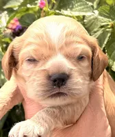 Thunder , a male Cocker Spaniel for sale in Bay City, WI – 6 of 9