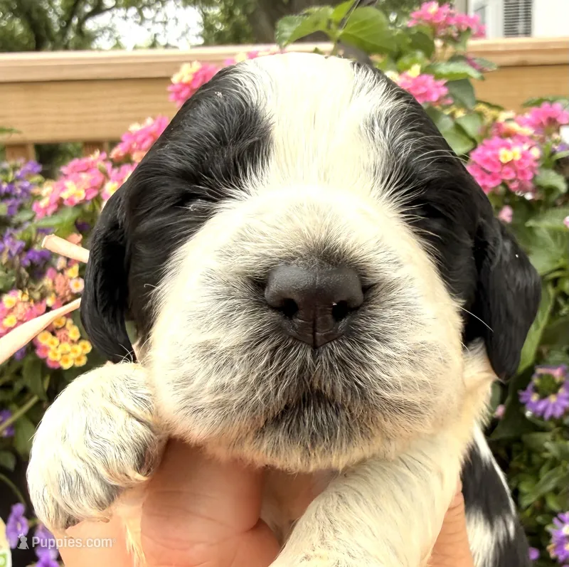 Raven  – English Springer Spaniel puppy for sale in Bay City, WI