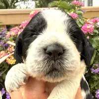 Raven , a female English Springer Spaniel for sale in Bay City, WI – 1 of 9