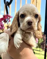 Pablo, a male Cocker Spaniel for sale in Bay City, WI – 6 of 9