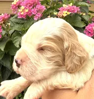 Hawk , a male English Springer Spaniel for sale in Bay City, WI – 8 of 10
