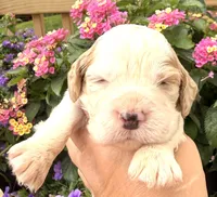Hawk , a male English Springer Spaniel for sale in Bay City, WI – 7 of 10