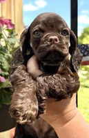 Gracie, a female Cocker Spaniel for sale in Bay City, WI – 5 of 8