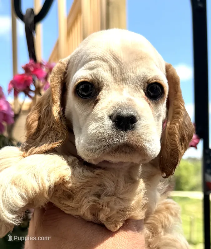 Ginger , a female Cocker Spaniel for sale in Bay City, WI – 1 of 10