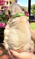 Ginger , a female Cocker Spaniel for sale in Bay City, WI – 10 of 10