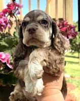 Phin, a male Cocker Spaniel for sale in Bay City, WI – 3 of 9