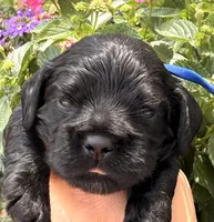 Carter , a male Cocker Spaniel for sale in Bay City, WI – 4 of 10