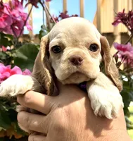 Peaches , a female Cocker Spaniel for sale in Bay City, WI – 4 of 9