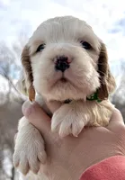 Larry, a male English Springer Spaniel for sale in Bay City, WI – Photo 4 of 7