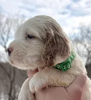 Larry, a male English Springer Spaniel for sale in Bay City, WI – Photo 2 of 7