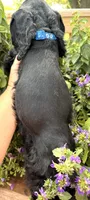 Carter , a male Cocker Spaniel for sale in Bay City, WI – 7 of 10