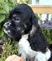Gerald , a male Cocker Spaniel for sale in Bay City, WI – 1 of 9