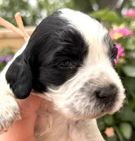 Raven , a female English Springer Spaniel for sale in Bay City, WI – 7 of 9