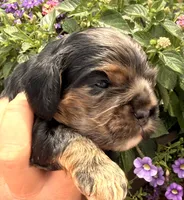 Cleo, a female Cocker Spaniel for sale in Bay City, WI – 7 of 10