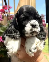 Gerald , a male Cocker Spaniel for sale in Bay City, WI – 7 of 9