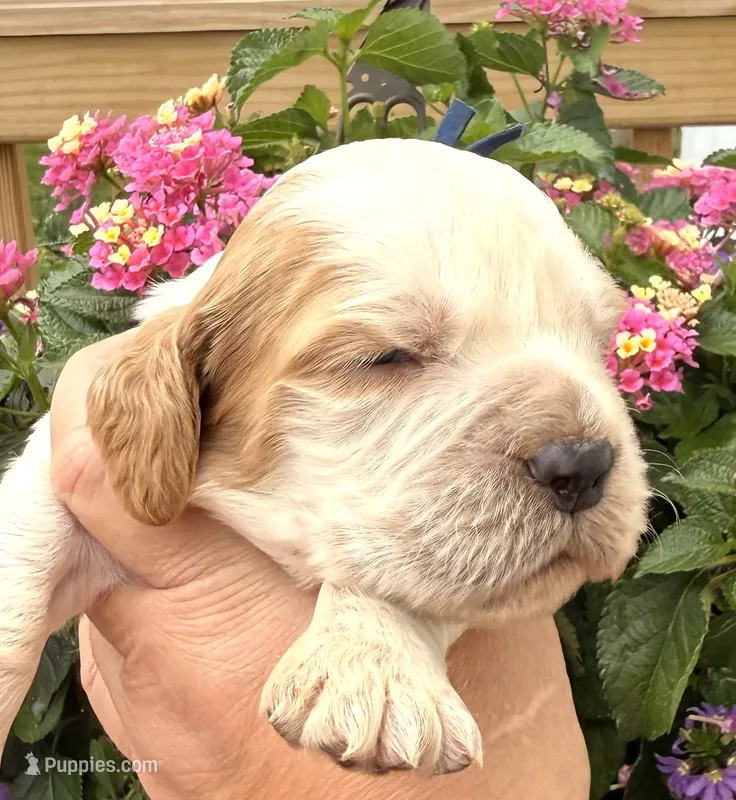 Bluejay  – English Springer Spaniel puppy for sale in Bay City, WI