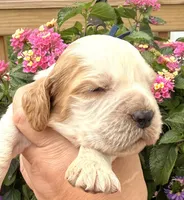 Bluejay , a male English Springer Spaniel for sale in Bay City, WI – 1 of 10