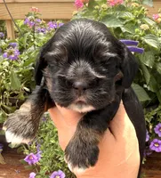 Clara , a female Cocker Spaniel for sale in Bay City, WI – 3 of 8