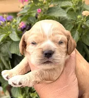 Thunder , a male Cocker Spaniel for sale in Bay City, WI – 8 of 9