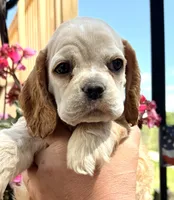 Ginger , a female Cocker Spaniel for sale in Bay City, WI – 4 of 10