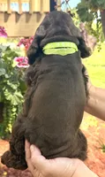 Matthew , a male Cocker Spaniel for sale in Bay City, WI – 6 of 7