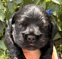 Carter , a male Cocker Spaniel for sale in Bay City, WI – 8 of 10