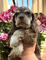 Phin, a male Cocker Spaniel for sale in Bay City, WI – 8 of 9