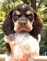 Rain , a female Cocker Spaniel for sale in Bay City, WI – 3 of 6
