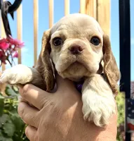 Peaches , a female Cocker Spaniel for sale in Bay City, WI – 3 of 9