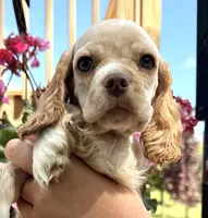 Pablo, a male Cocker Spaniel for sale in Bay City, WI – 2 of 9