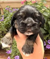 Clara , a female Cocker Spaniel for sale in Bay City, WI – 4 of 8