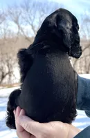 Creek , a male Cocker Spaniel for sale in Bay City, WI – Photo 5 of 5