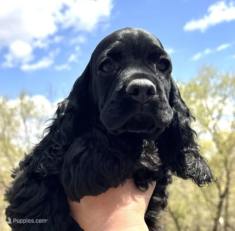 Creek  – Cocker Spaniel puppy for sale in Bay City, WI