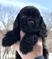 Creek , a male Cocker Spaniel for sale in Bay City, WI – Photo 2 of 5