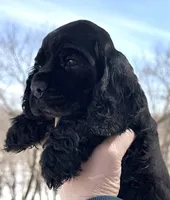 Creek , a male Cocker Spaniel for sale in Bay City, WI – Photo 3 of 5