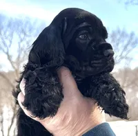 Creek , a male Cocker Spaniel for sale in Bay City, WI – Photo 1 of 5