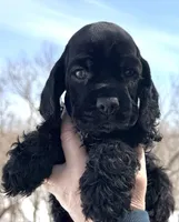 Creek , a male Cocker Spaniel for sale in Bay City, WI – Photo 4 of 5