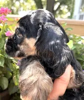Cleo, a female Cocker Spaniel for sale in Bay City, WI – 5 of 10