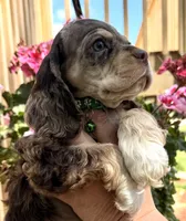 Phin, a male Cocker Spaniel for sale in Bay City, WI – 2 of 9