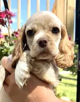 Pablo, a male Cocker Spaniel for sale in Bay City, WI – 7 of 9