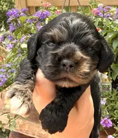 Crystal, a female Cocker Spaniel for sale in Bay City, WI – 7 of 8