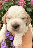 Crow , a male English Springer Spaniel for sale in Bay City, WI – 7 of 9