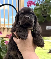 Matthew , a male Cocker Spaniel for sale in Bay City, WI – 2 of 7