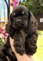 Matthew , a male Cocker Spaniel for sale in Bay City, WI – 4 of 7