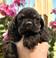 Pumpkin, a female Cocker Spaniel for sale in Bay City, WI – 1 of 9