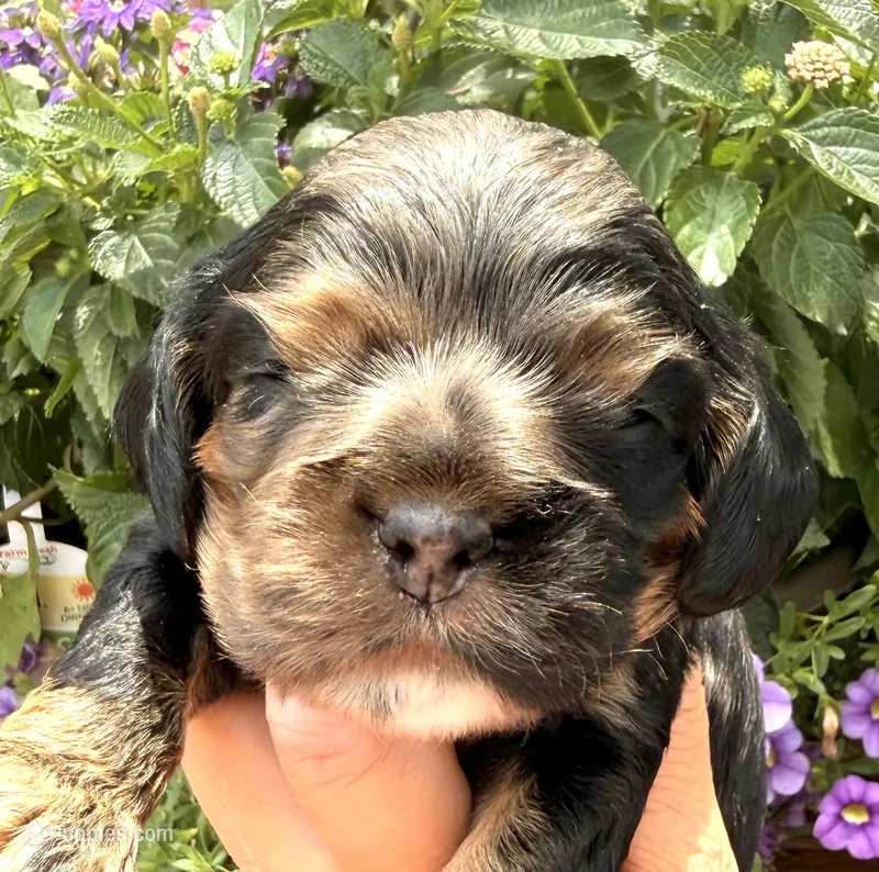 Cleo – Cocker Spaniel puppy for sale in Bay City, WI